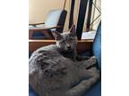 Adopt Athos a Gray or Blue Domestic Shorthair / Mixed (short coat) cat in West