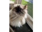 Adopt Princess a Cream or Ivory (Mostly) Himalayan / Mixed (long coat) cat in