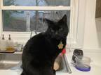 Adopt Capu a All Black Domestic Shorthair / Mixed (medium coat) cat in