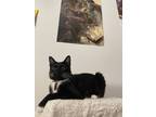 Adopt Luna a Black & White or Tuxedo Domestic Shorthair / Mixed (short coat) cat