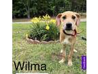 Adopt Wilma - West Warwick, RI a Tan/Yellow/Fawn Great Dane / Mixed dog in