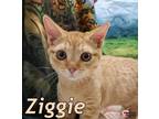 Adopt Ziggie a Domestic Shorthair / Mixed (short coat) cat in Douglasville