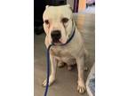 Adopt Rocky a White American Pit Bull Terrier dog in Cassopolis, MI (41499253)