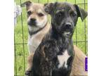 Adopt Oreo - Holbrook, MA a Brindle Labrador Retriever / Mixed dog in Foster