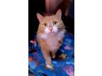 Adopt Gelato a Orange or Red (Mostly) Domestic Shorthair / Mixed cat in Salem