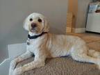 Adopt Penny Lane a Tan/Yellow/Fawn Goldendoodle / Mixed dog in Norton Shores