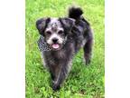 Adopt BEEBOP a Poodle (Miniature) / Pug / Mixed dog in Hagerstown, MD (41499241)