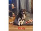 Adopt Rusty a Brown/Chocolate - with White Border Collie / Mixed dog in Saint
