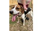 Adopt Cupcake a Tricolor (Tan/Brown & Black & White) Treeing Walker Coonhound /
