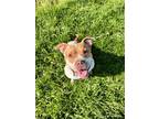 Adopt Bonnie a White - with Brown or Chocolate American Staffordshire Terrier /
