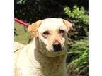 Adopt Oscar a Tan/Yellow/Fawn Labrador Retriever / Terrier (Unknown Type