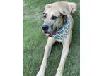 Adopt Charleston a Tan/Yellow/Fawn Great Dane / Mixed dog in Taylors