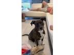 Adopt Piper a Brindle American Staffordshire Terrier / Boxer / Mixed dog in