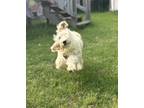 Adopt Tank a White - with Red, Golden, Orange or Chestnut Goldendoodle / Mixed