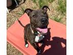 Adopt HAZEL a Pit Bull Terrier, Mixed Breed
