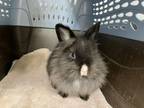Adopt STELLA a Bunny Rabbit