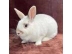 Adopt AMELIE a Bunny Rabbit