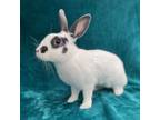 Adopt CASSIE a Bunny Rabbit