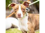 Adopt TRUFFLE a Pit Bull Terrier
