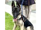 Adopt SIDRA a German Shepherd Dog