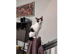 Adopt Stormy a Calico or Dilute Calico Calico / Mixed (short coat) cat in