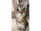 Adopt Zhena a Tiger Striped American Shorthair (short coat) cat in Winter Haven