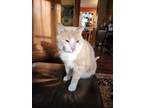 Adopt Lelam a Tan or Fawn Tabby Domestic Mediumhair / Mixed (medium coat) cat in