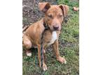 Adopt Alfie a Brown/Chocolate - with White Pit Bull Terrier / Labrador Retriever