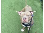 Adopt Wonka Blue a Tan/Yellow/Fawn - with White Pit Bull Terrier / Mixed dog in