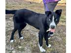 Adopt Cody a Black - with White Border Collie / Husky / Mixed dog in Rancho