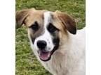 Adopt Flour a Great Pyrenees / Terrier (Unknown Type, Medium) / Mixed dog in