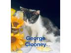 Adopt George Clooney (Petsupermarket)) a Domestic Shorthair / Mixed (short coat)