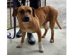 Adopt Capri a Mixed Breed (Medium) / Mixed dog in Killen, AL (41499057)