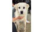 Adopt Otto a Great Pyrenees / Mixed dog in Killen, AL (41499056)