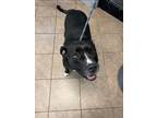Adopt Mya a Labrador Retriever / Mixed dog in Marion, OH (41499008)