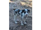 Adopt Champ a Catahoula Leopard Dog / Labrador Retriever / Mixed dog in