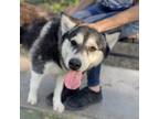 Adopt Kitty a Black - with White Siberian Husky / Husky / Mixed dog in