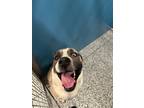 Adopt Sheets a Akita / Mixed dog in WILSON, NC (41495316)