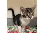 Adopt Bentley a Domestic Shorthair / Mixed (short coat) cat in Greeneville