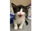 Adopt Blayke a Domestic Shorthair / Mixed (short coat) cat in Greeneville