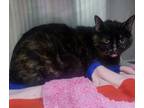 Adopt Tori (Stormy) a Domestic Shorthair / Mixed (short coat) cat in