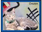 Adopt Crouton - Lover Boy a Tiger Striped Domestic Shorthair (short coat) cat in