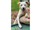 Adopt Hershey a Labrador Retriever / Mixed dog in Cambridge, MD (41499040)