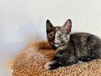 Adopt Doc - Army litter a All Black Domestic Shorthair (long coat) cat in