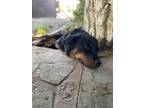 Adopt Emma a Brown/Chocolate Rottweiler / Border Collie / Mixed dog in French