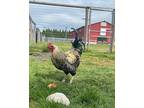 Adopt Rufus a Other farm-type animal in Surrey, BC (41480877)