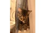 Adopt Kayle a Gray, Blue or Silver Tabby Manx / Mixed (medium coat) cat in