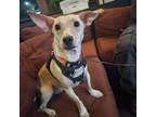 Adopt Izzy a Tan/Yellow/Fawn Dachshund / Rat Terrier / Mixed dog in Phoenix