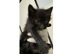 Adopt Peter*/ F.L. 4 a Domestic Shorthair / Mixed cat in Pomona, CA (41488571)