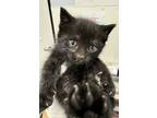 Adopt Clara Bow*/ F.L. 4 a Domestic Shorthair / Mixed cat in Pomona